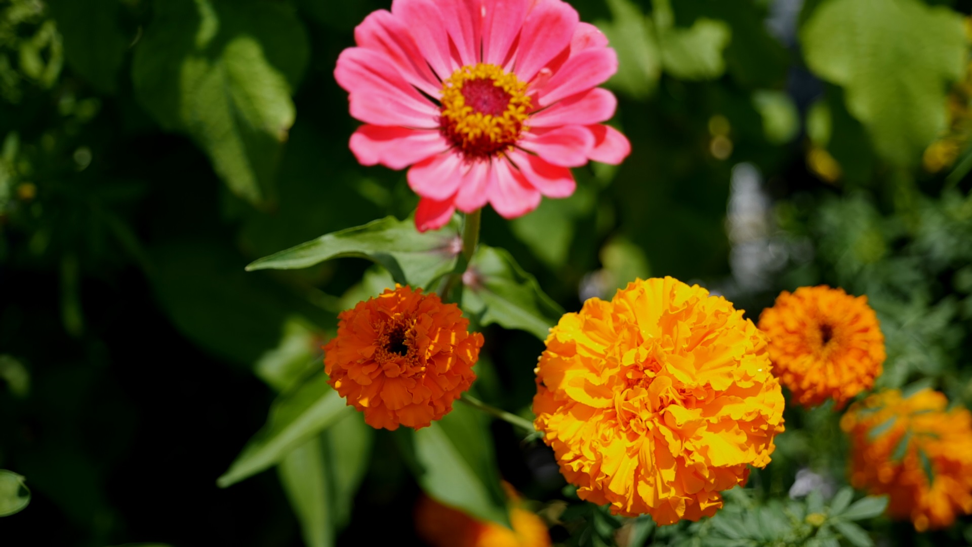 Get It Growing: Cut flowers in vegetable gardens